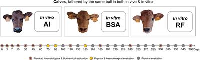 Year-Long Phenotypical Study of Calves Derived From Different Assisted-Reproduction Technologies